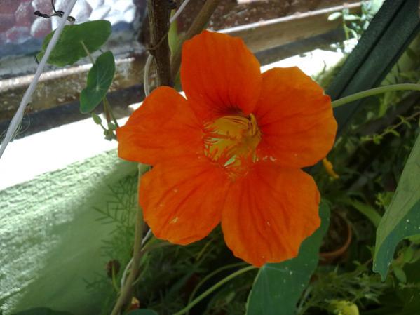 Name:  Latin iei 1.jpg
Views: 9863
Size:  35.6 KB