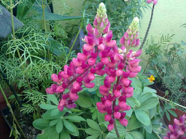 Name:  Lupin 1.jpg
Views: 9443
Size:  69.6 KB