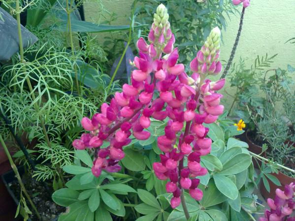 Name:  Lupin iei1.jpg
Views: 10484
Size:  60.8 KB