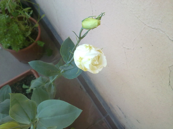 Name:  Lisianthus Beyaz.jpg
Views: 9404
Size:  67.9 KB