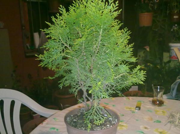 Name:  Maz Minyatr.jpg
Views: 9982
Size:  43.1 KB