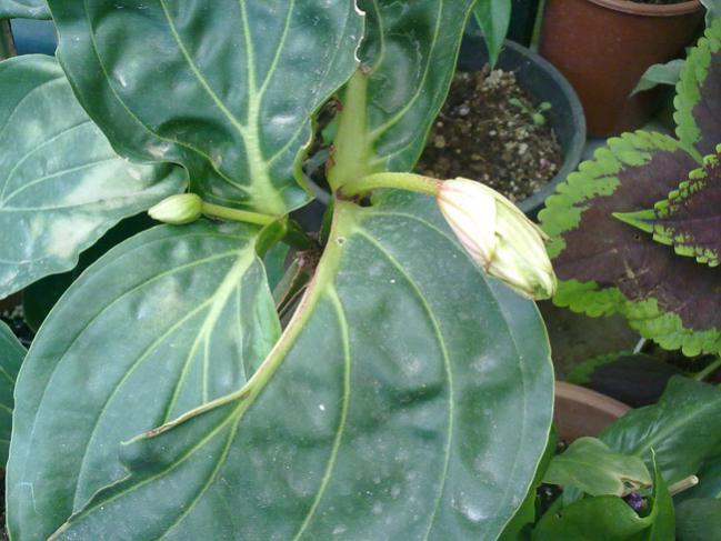 Name:  Medinilla 1.jpg
Views: 9808
Size:  48.9 KB
