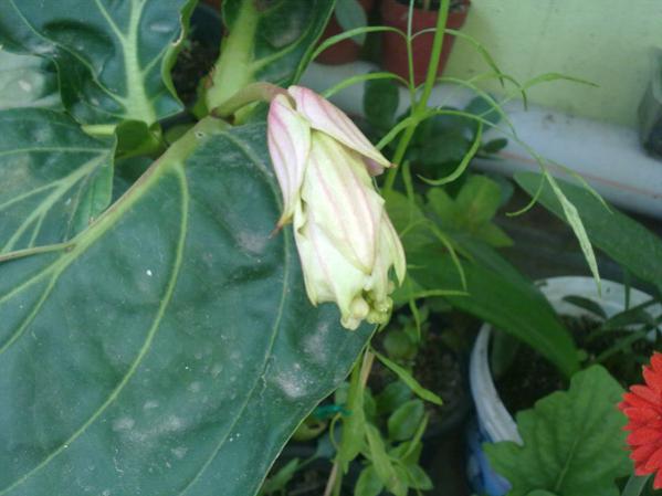 Name:  Medinilla 2.jpg
Views: 10133
Size:  35.1 KB