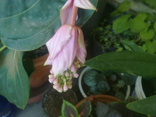 Name:  Medinilla 4.jpg
Views: 9479
Size:  28.4 KB