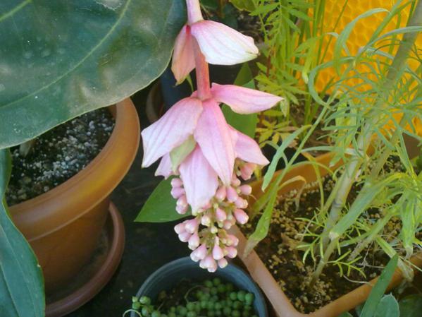 Name:  Medinilla 5.jpg
Views: 9521
Size:  46.7 KB