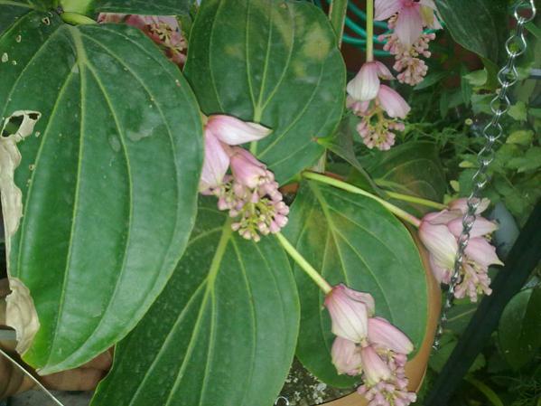 Name:  Medinilla Magnifica 2.jpg
Views: 10138
Size:  44.2 KB