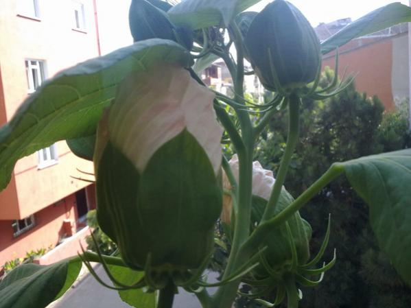 Name:  Dev Hatmi (1).jpg
Views: 9621
Size:  33.0 KB