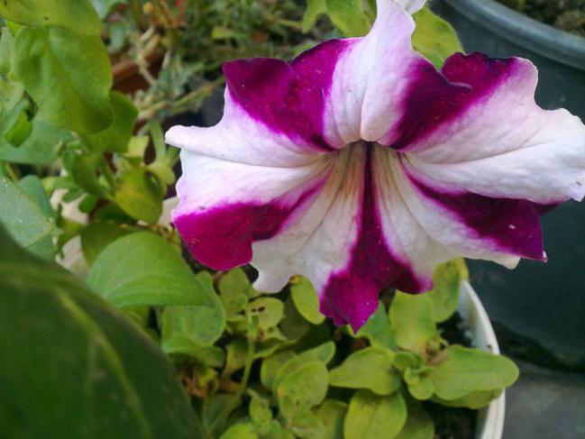 Name:  Petunya alaca 1.jpg
Views: 9178
Size:  39.6 KB