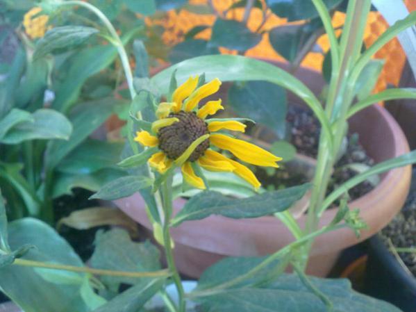 Name:  Rudbeckia 1.jpg
Views: 9070
Size:  35.8 KB