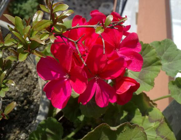 Name:  Sardunya 1.jpg
Views: 9159
Size:  40.9 KB