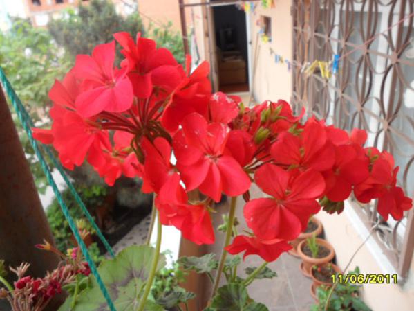Name:  Sardunya Krmz.jpg
Views: 9417
Size:  43.7 KB
