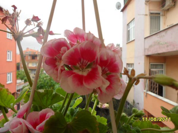 Name:  Sardunya Pembe.jpg
Views: 9281
Size:  36.7 KB