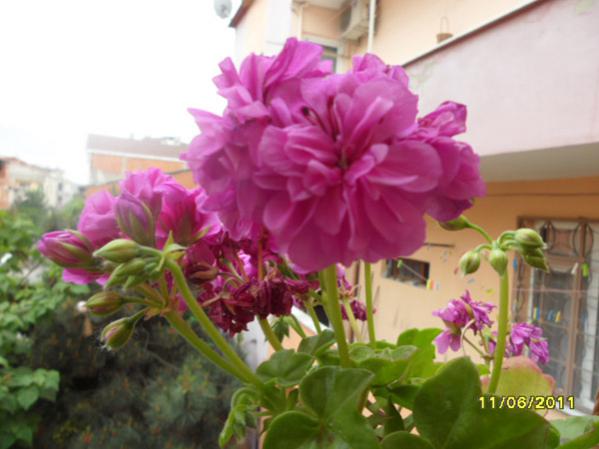 Name:  Sardunya Sakz.jpg
Views: 9333
Size:  35.9 KB