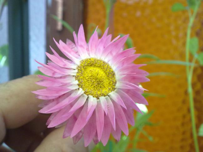 Name:  Solmaz iek 1.jpg
Views: 4411
Size:  33.4 KB