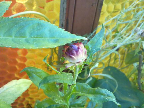 Name:  Solmaz iek 2.jpg
Views: 2784
Size:  40.2 KB