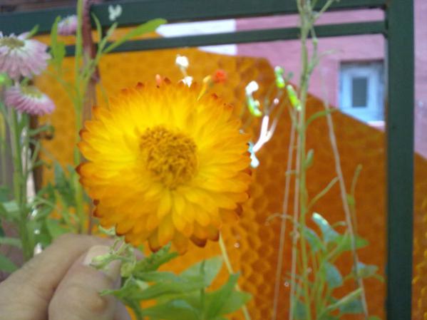 Name:  Solmaz iek 3.jpg
Views: 2877
Size:  31.7 KB