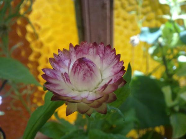 Name:  Solmaz iek4.jpg
Views: 3064
Size:  30.2 KB