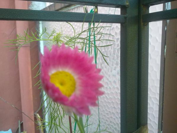 Name:  Solmaz iek.jpg
Views: 2815
Size:  36.0 KB