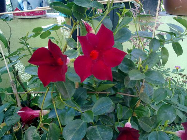 Name:  Sundevilla 2.jpg
Views: 3098
Size:  55.0 KB
