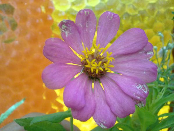 Name:  Zinnia.jpg
Views: 2704
Size:  33.2 KB