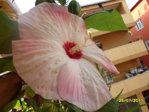 Name:  Dev Hatmi Am 1.jpg
Views: 2321
Size:  34.7 KB