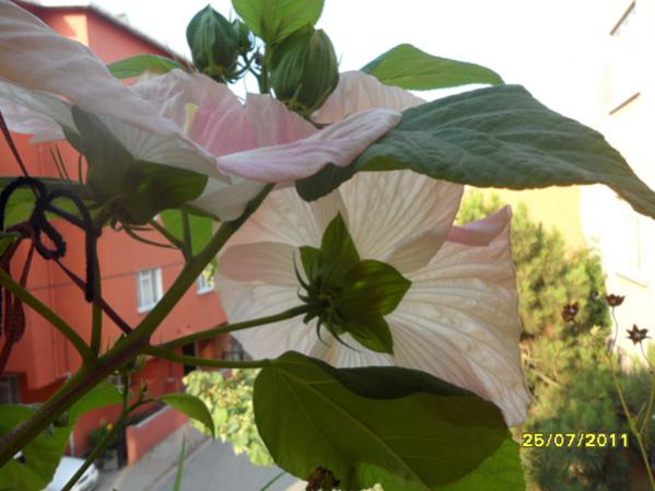 Name:  Dev Hatmi Am Hali.jpg
Views: 2305
Size:  37.5 KB