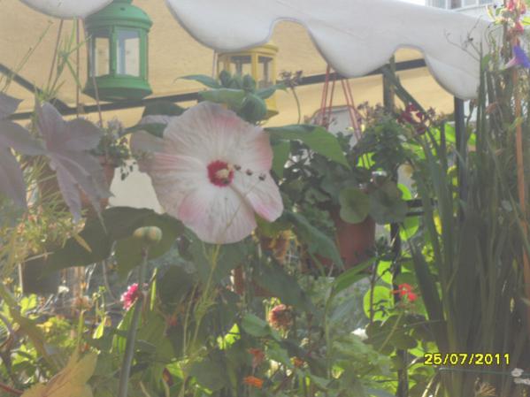 Name:  Dev Hatmi At.jpg
Views: 2340
Size:  37.5 KB