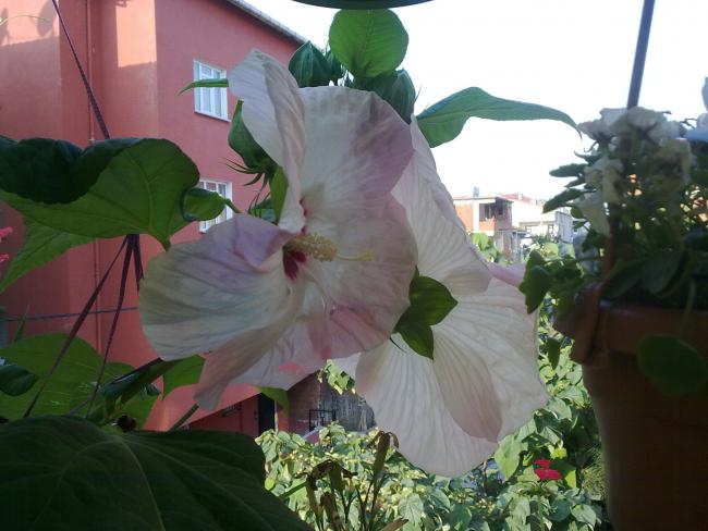 Name:  Dev Hatmi Terasta (3).jpg
Views: 2485
Size:  43.5 KB