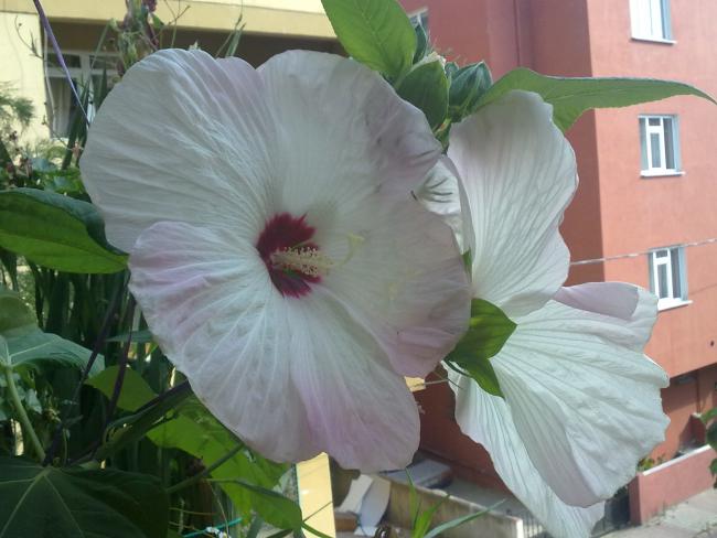 Name:  Dev Hatmi Terasta (5).jpg
Views: 2501
Size:  42.5 KB