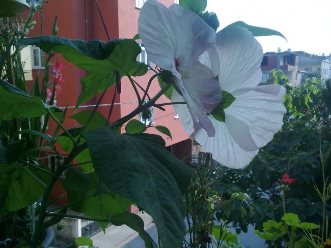 Name:  Dev Hatmi Terasta (6).jpg
Views: 2480
Size:  47.7 KB