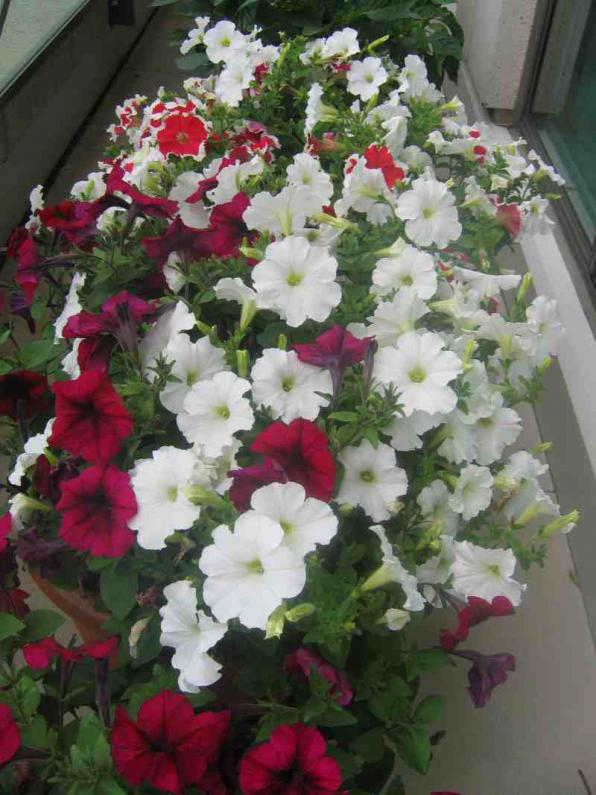 Name:  IMG_9467.jpg
Views: 1520
Size:  73.1 KB
