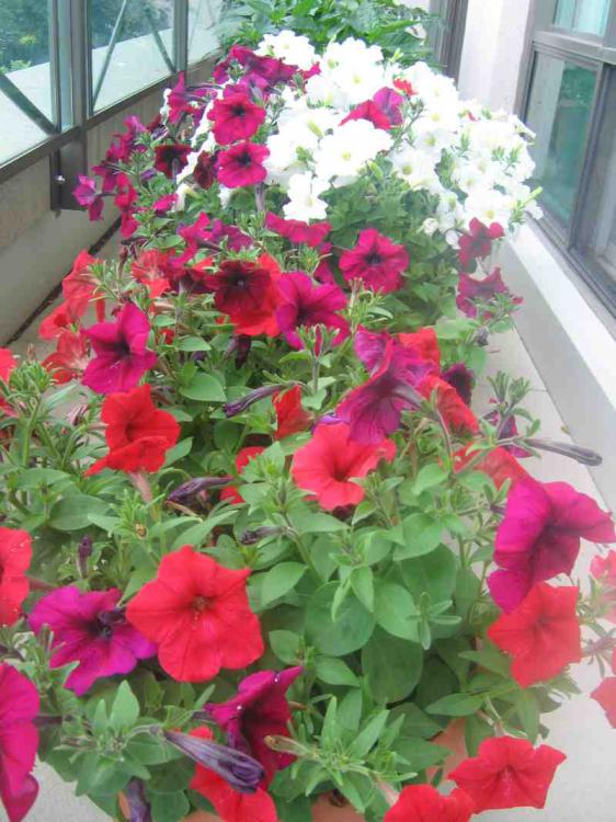 Name:  IMG_9468.jpg
Views: 1379
Size:  75.0 KB