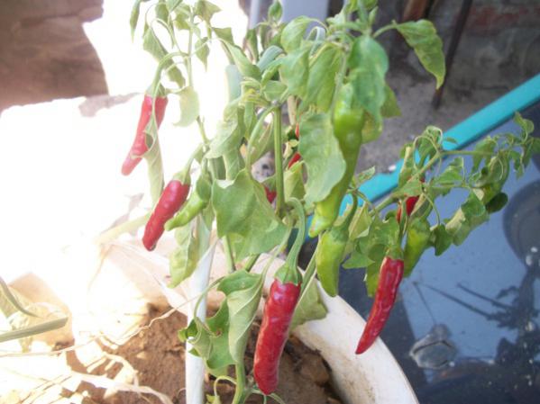 Name:  yediverenbursa.jpg
Views: 1438
Size:  39.2 KB