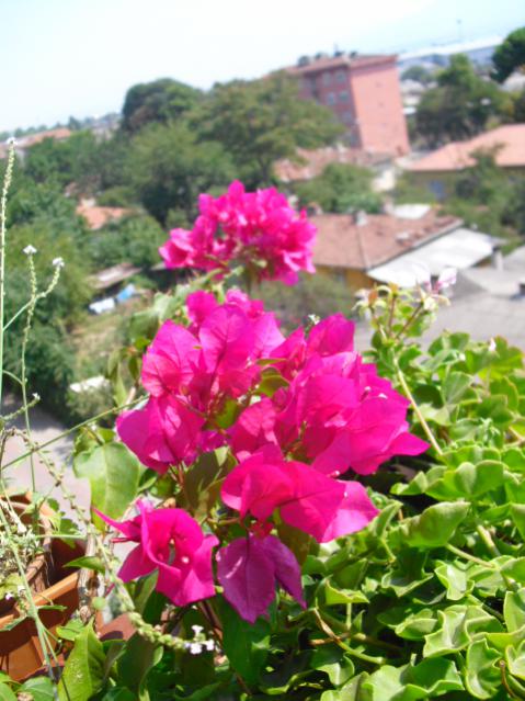 Name:  CIMG5948.jpg
Views: 851
Size:  56.0 KB