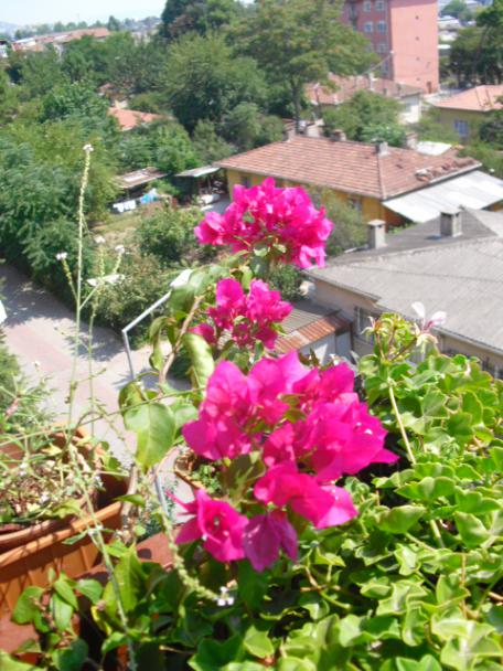 Name:  CIMG5949.jpg
Views: 864
Size:  63.8 KB