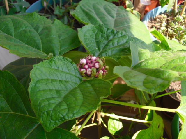 Name:  CIMG5983.jpg
Views: 877
Size:  50.4 KB