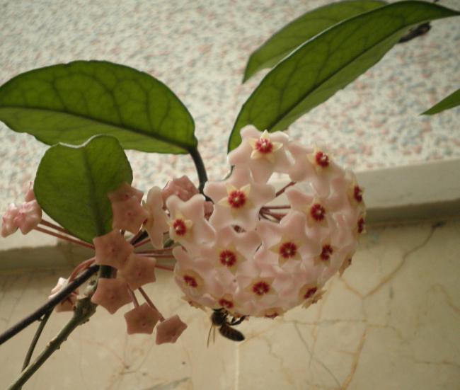 Name:  P9021188.jpg
Views: 1791
Size:  39.6 KB