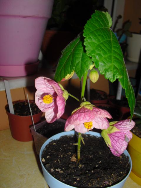 Name:  CIMG6282.jpg
Views: 759
Size:  39.8 KB