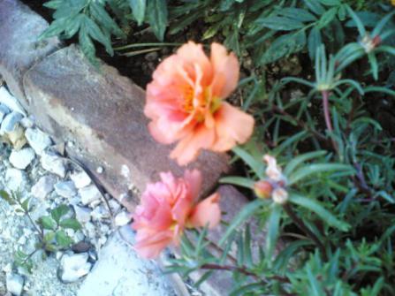 Name:  22082011(002)a.jpg
Views: 1919
Size:  30.3 KB