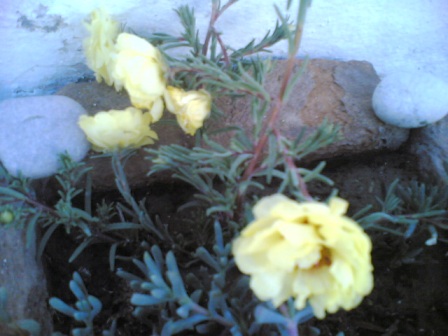 Name:  22082011(003)a.jpg
Views: 1928
Size:  57.5 KB