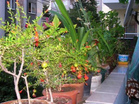 Name:  DSCN0908.jpg
Views: 1932
Size:  38.8 KB