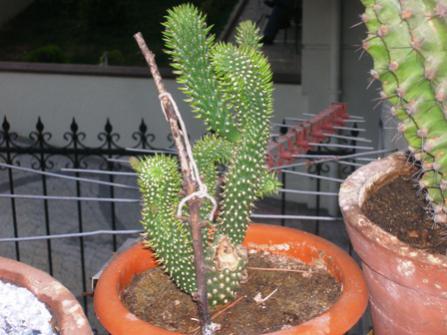 Name:  DSCN0911.jpg
Views: 1914
Size:  29.3 KB