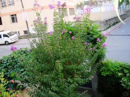 Name:  DSCN0916.jpg
Views: 1986
Size:  34.3 KB