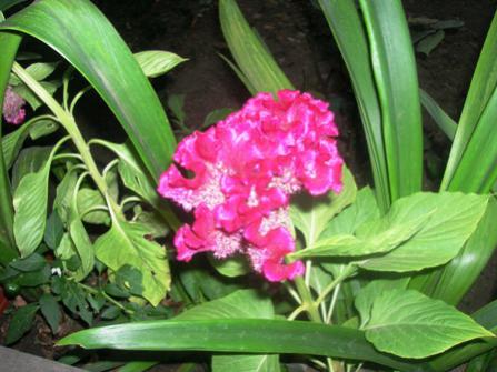 Name:  DSCN0920.jpg
Views: 1932
Size:  31.4 KB
