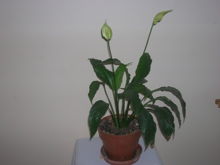 Name:  DSCN0925.JPG
Views: 1948
Size:  39.9 KB
