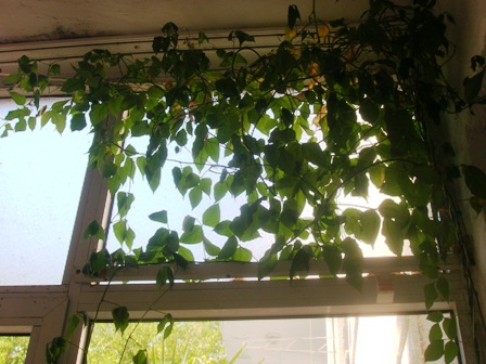 Name:  DSCN0933.JPG
Views: 2025
Size:  69.2 KB