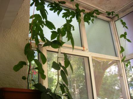 Name:  DSCN0939.jpg
Views: 1979
Size:  28.1 KB