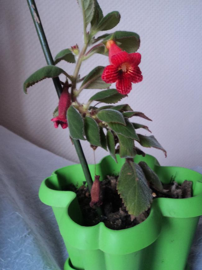 Name:  DSC00679.jpg
Views: 1188
Size:  56.0 KB