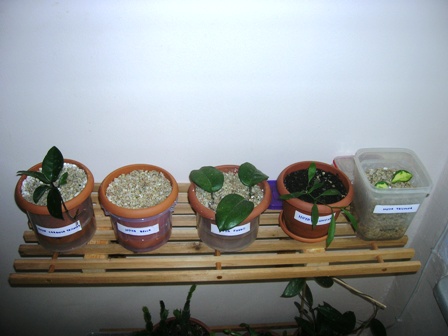 Name:  DSCN0958.JPG
Views: 1268
Size:  55.6 KB