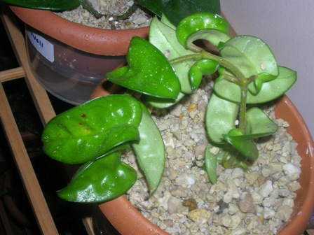 Name:  DSCN0961.JPG
Views: 1762
Size:  66.0 KB